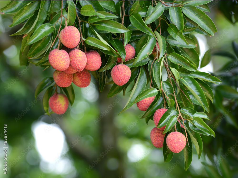 fresh lichi on tree