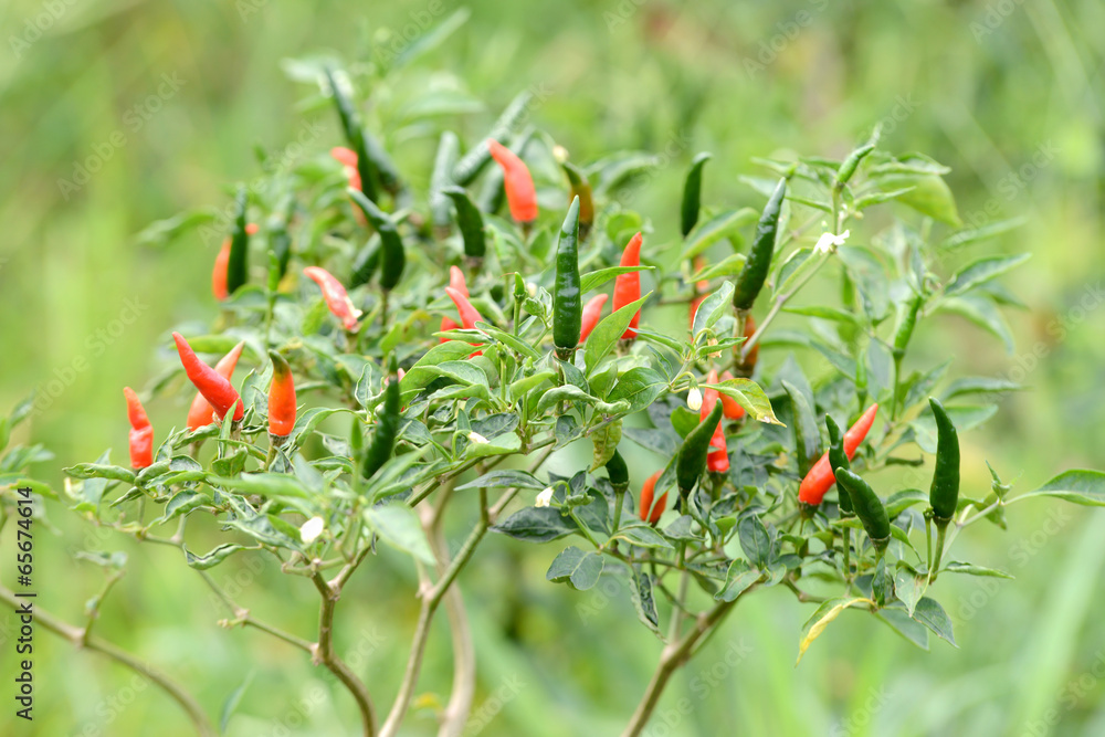 fresh chili on tree