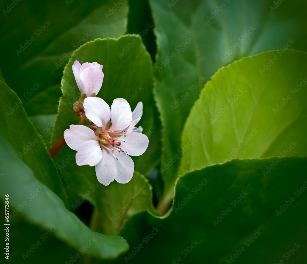 White flower in flower garden