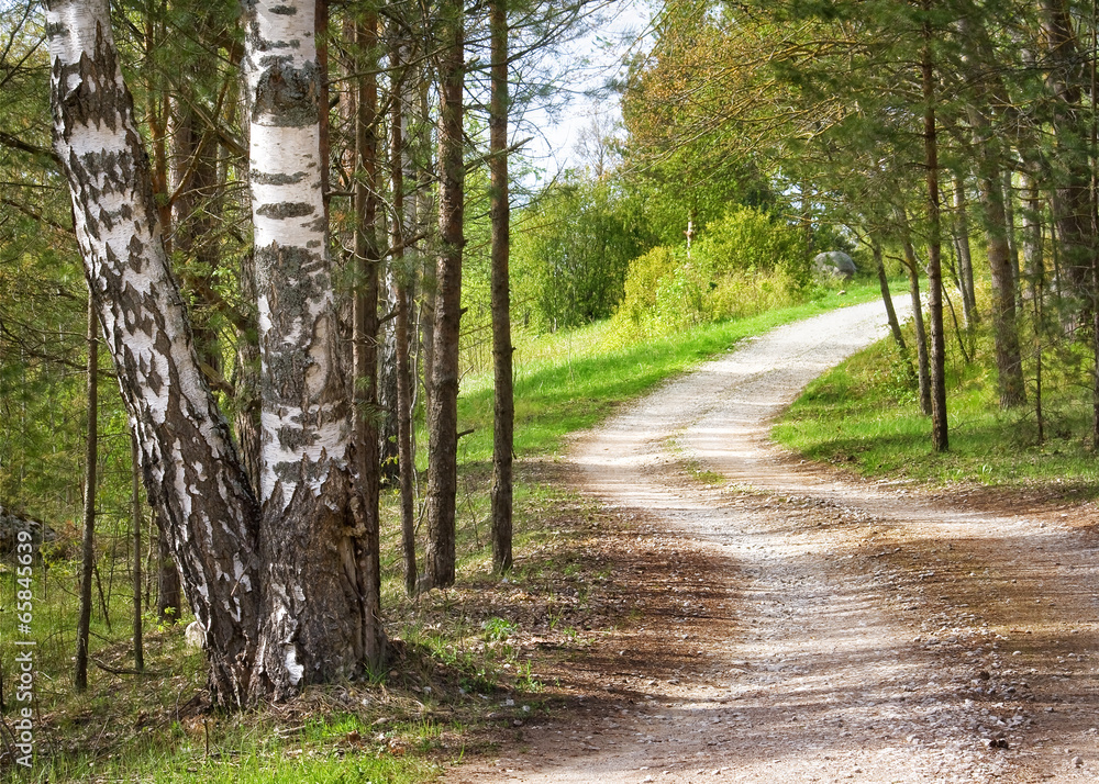 Road in the forest