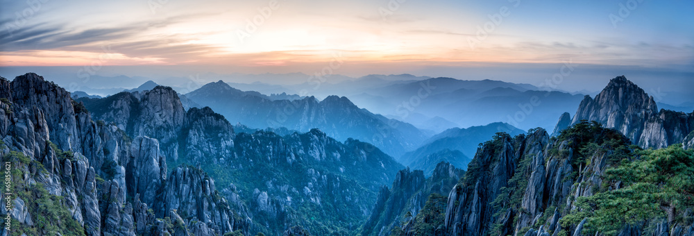 中国黄山银杏