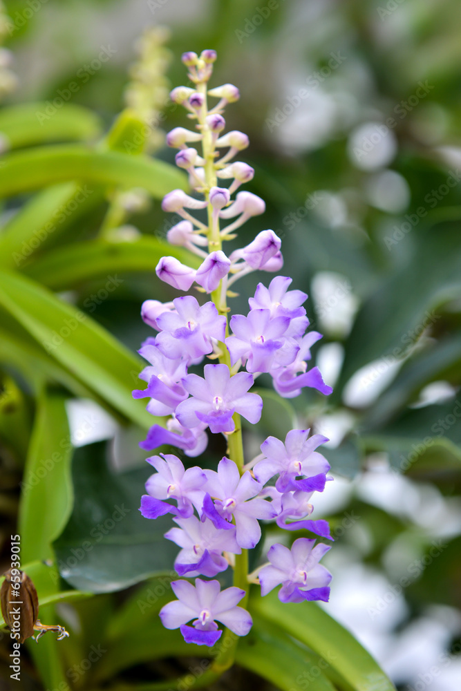 Rhynchostylis coelestis