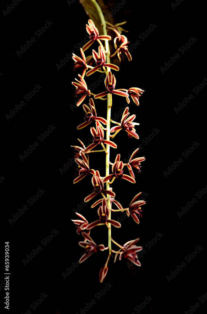 Cymbidium aloifolium