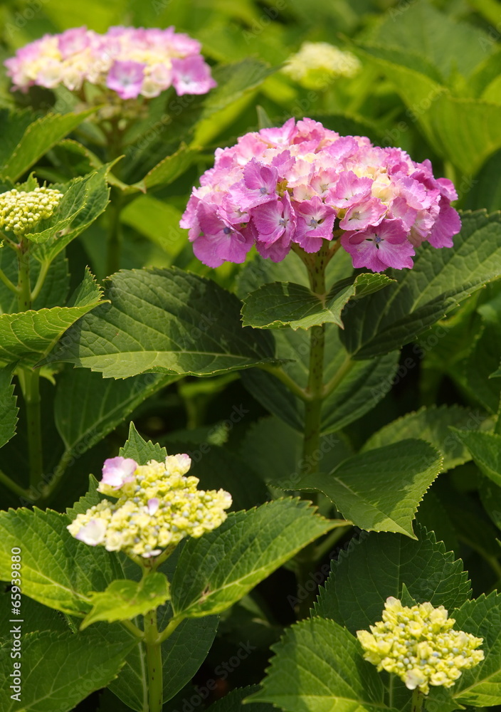 beautiful hydrangea flower blooming in summer season