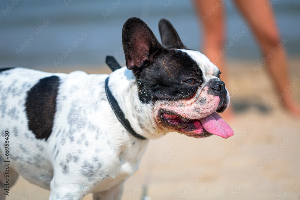 波罗的海海滩上的法国斗牛犬