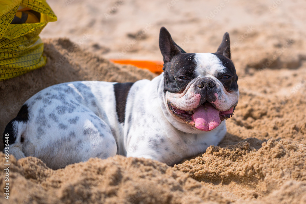 French bulldog on the beach of Baltic Sea