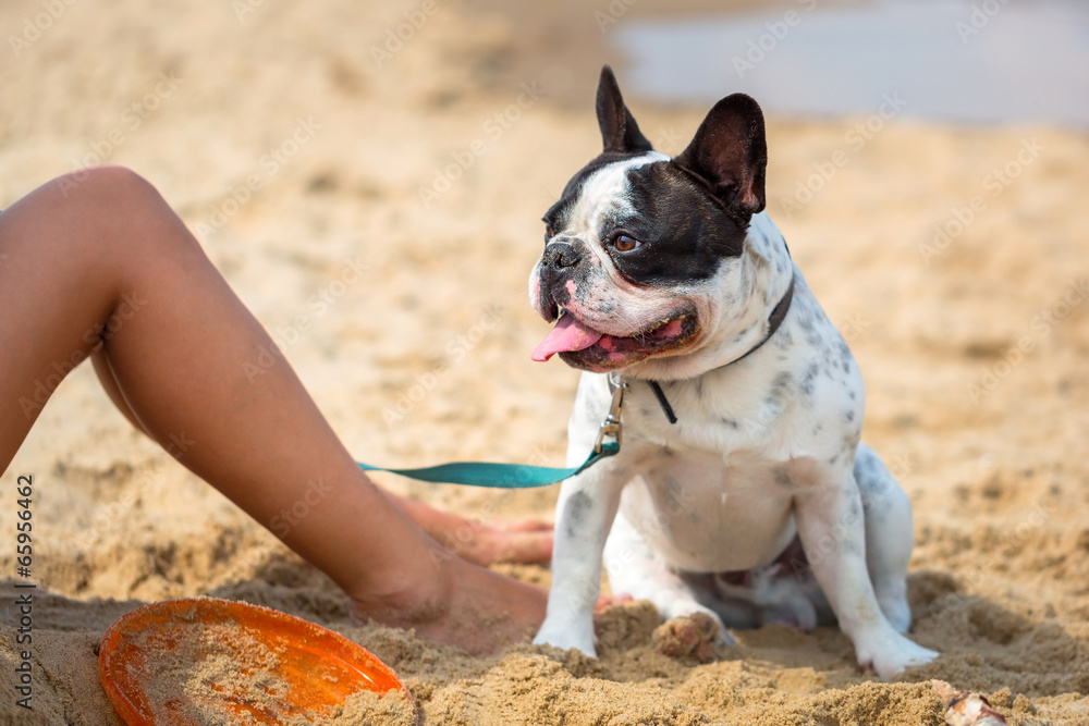 波罗的海海滩上的法国斗牛犬