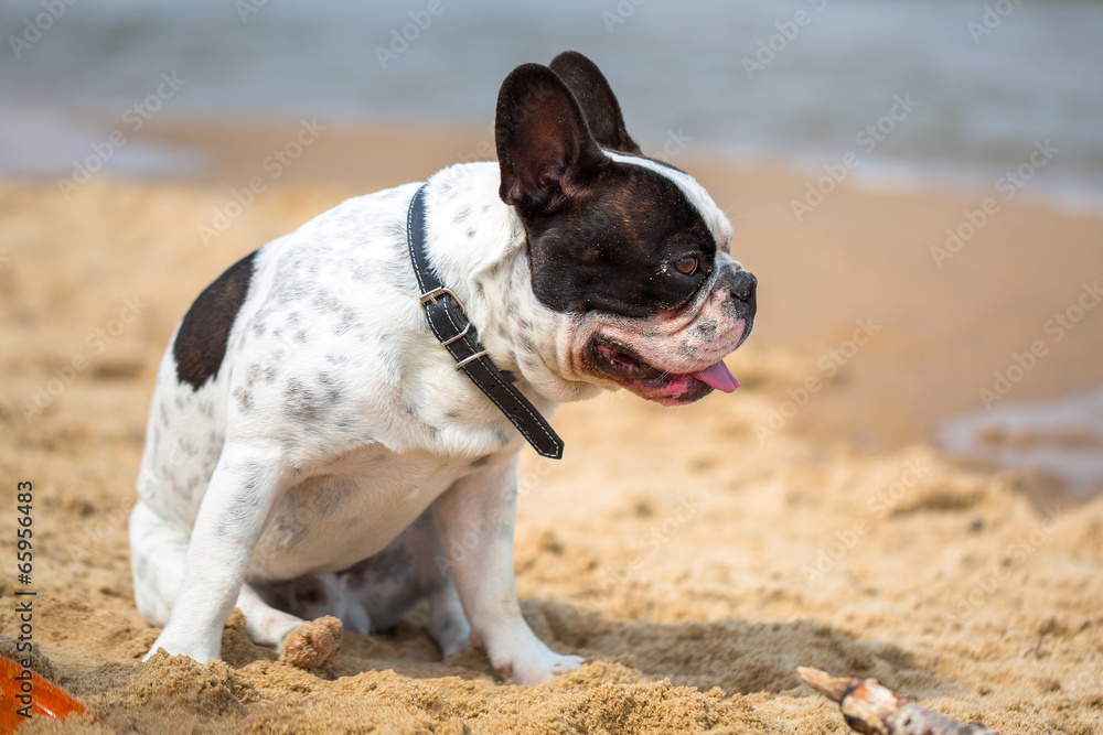 French bulldog on the beach of Baltic Sea