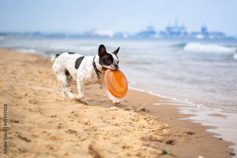 法国斗牛犬在波罗的海海滩上玩耍