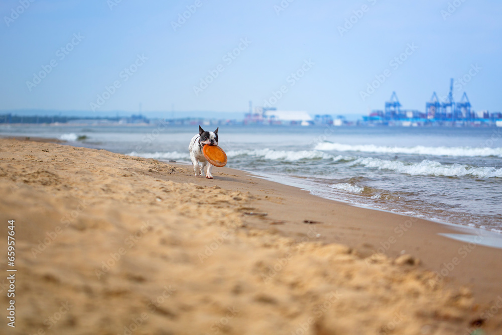 法国斗牛犬在波罗的海海滩上玩耍