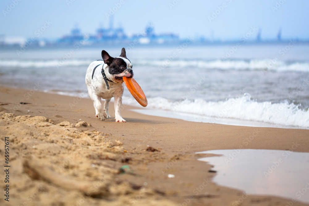 French bulldog playing on the beach at Baltic Sea