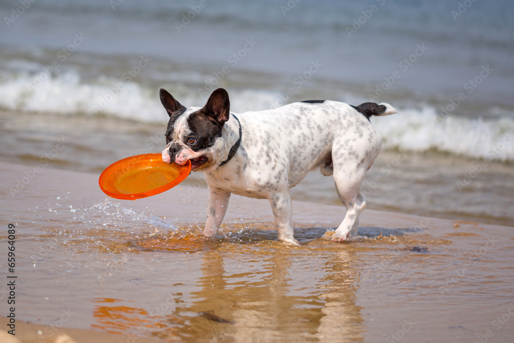 French bulldog playing on the beach at Baltic Sea