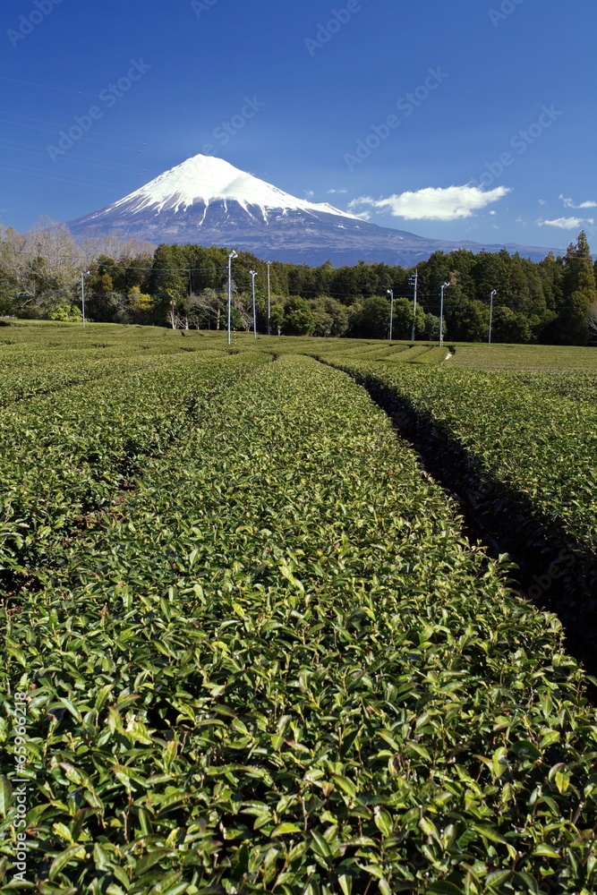 mountain fuji and green tea field from shizuoka, japan