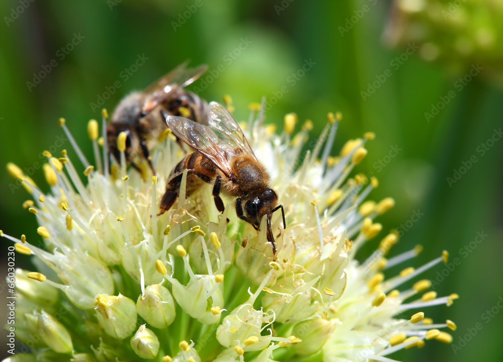 bees on flower of onion - macro shot