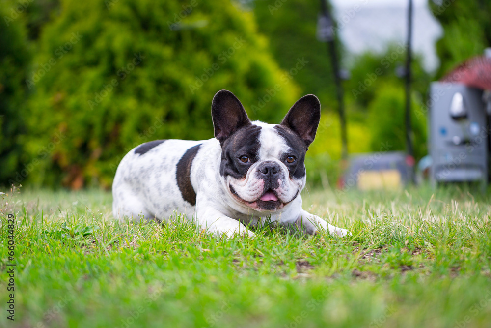 春天花园里的法国斗牛犬