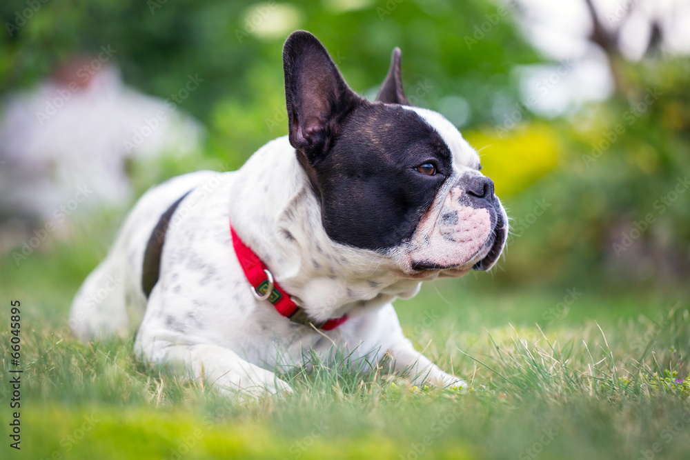 春天花园里的法国斗牛犬