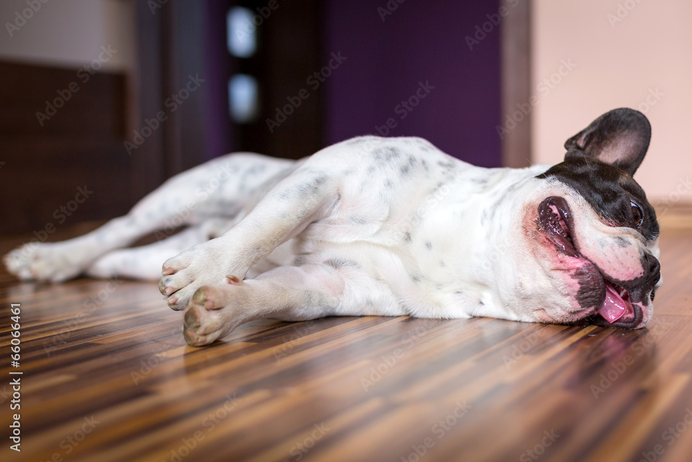 French bulldog lying down tired after walk