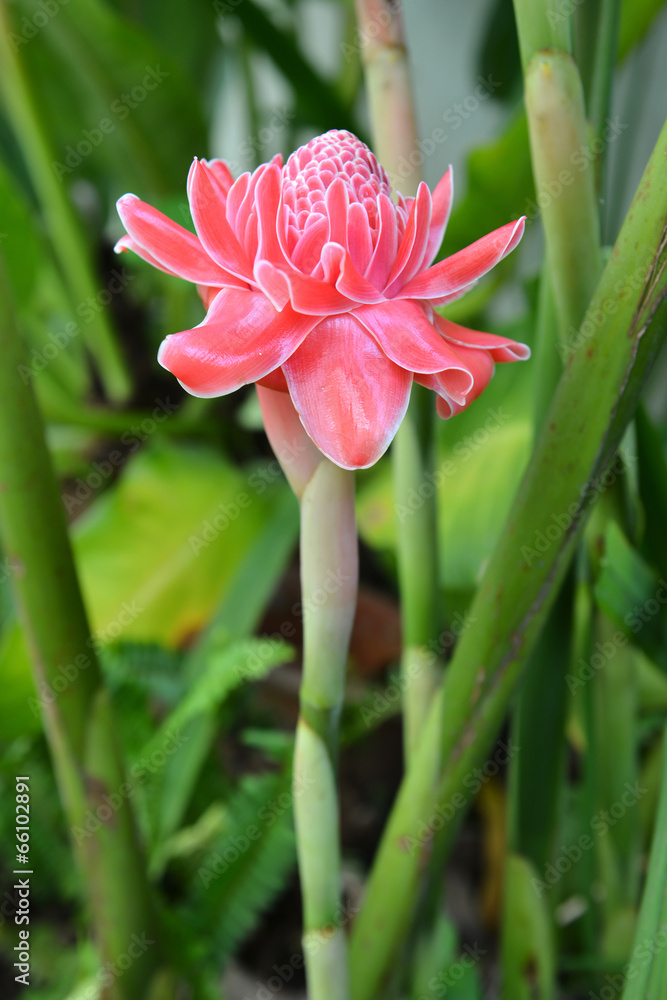 etlingera  elatior