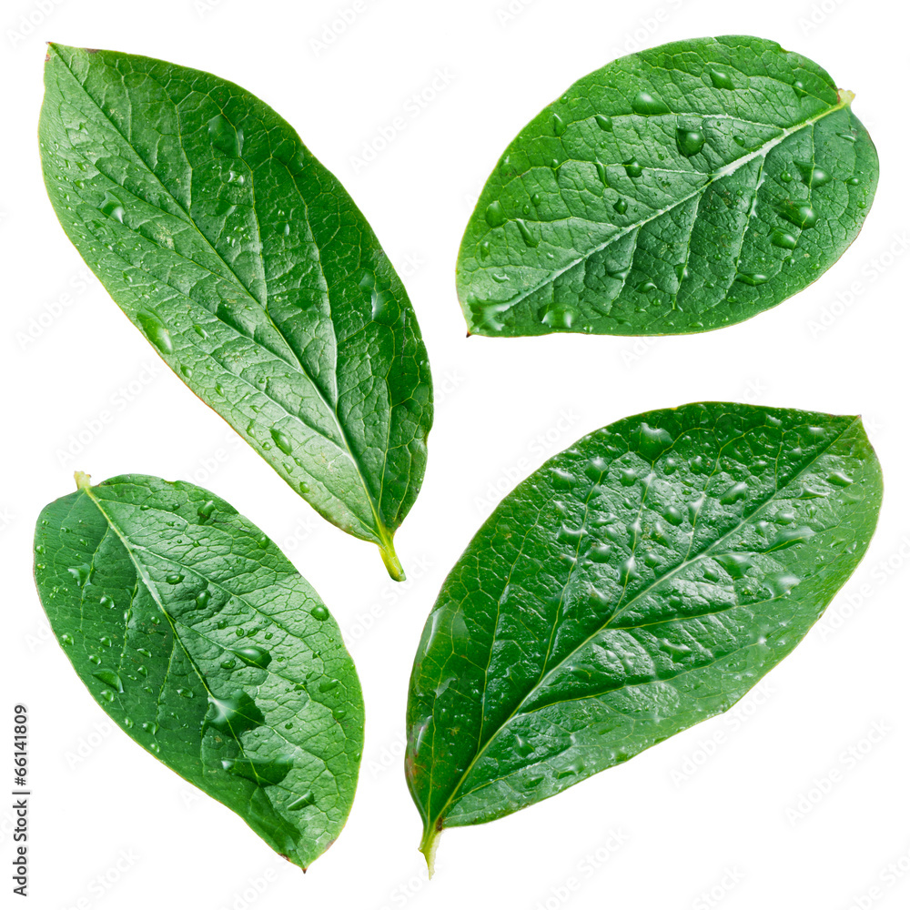 Leaves with drops isolated on a white background