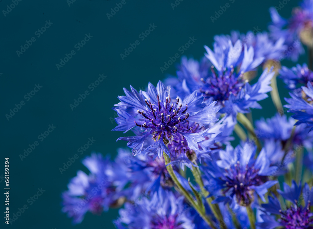 Cornflowers