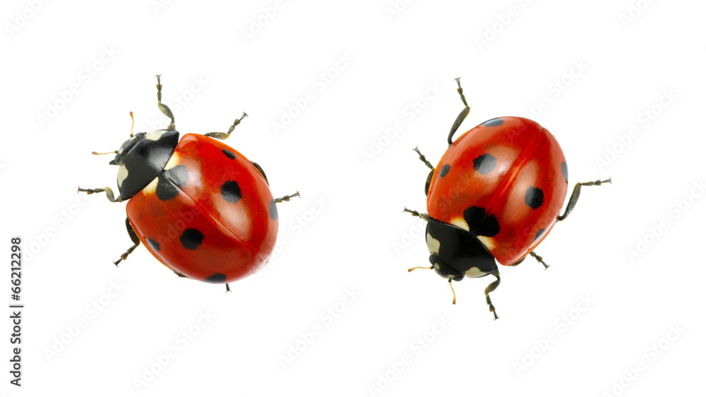 Ladybug