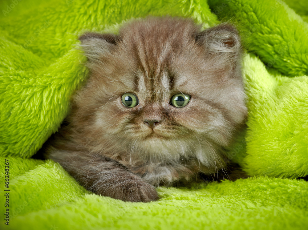 british long hair kitten