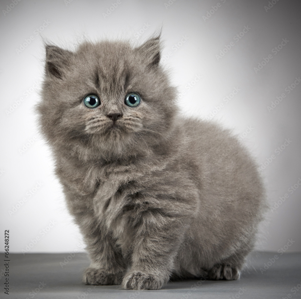 british long hair kitten