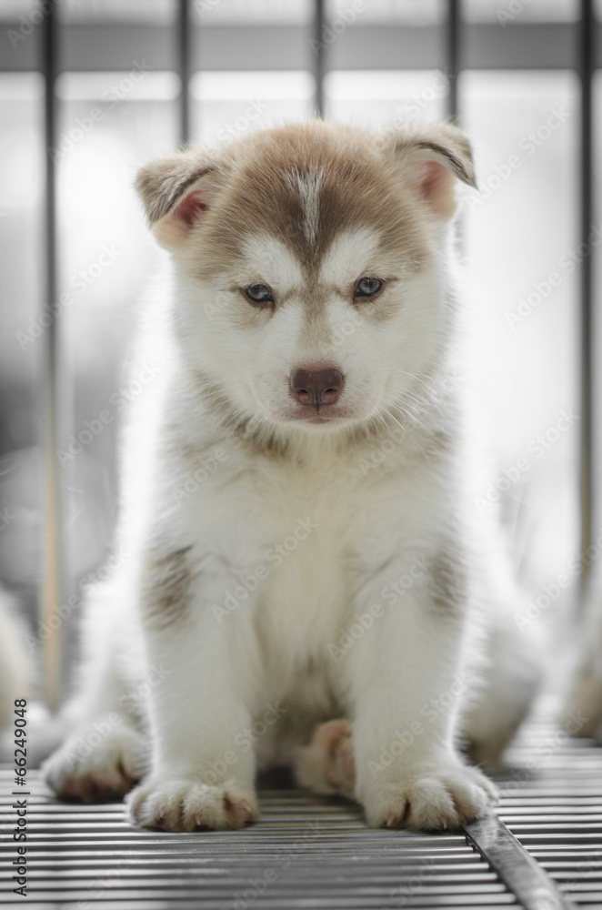 Puppies inside a cage