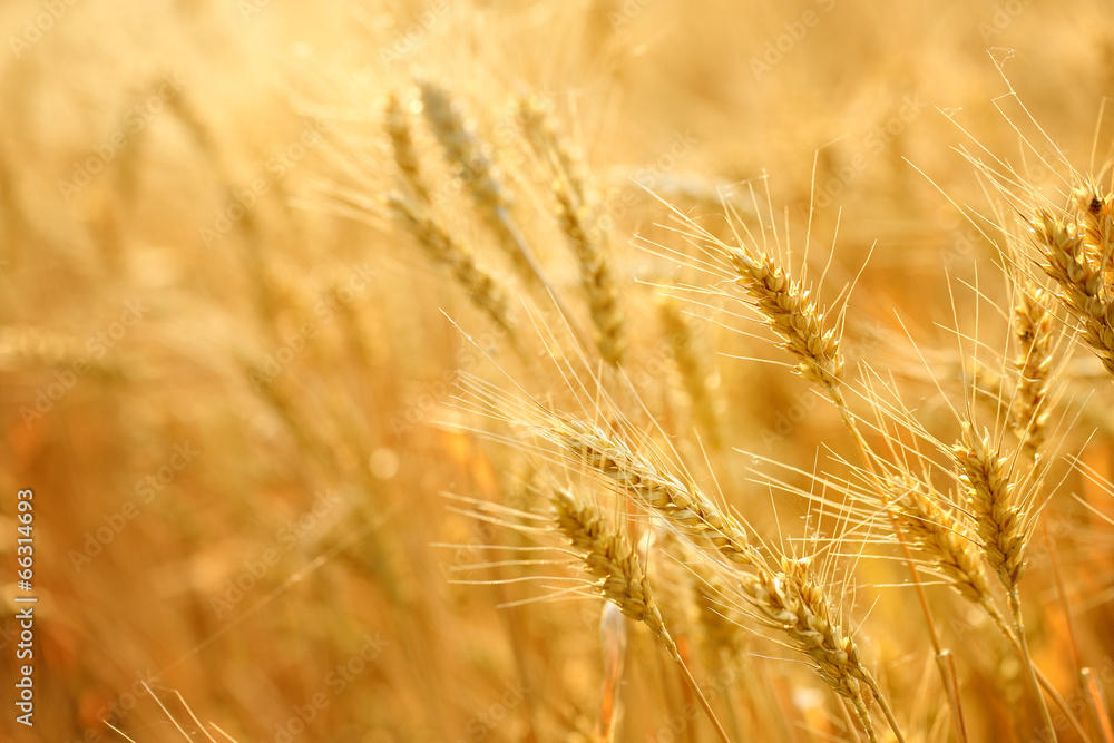 Wheat field