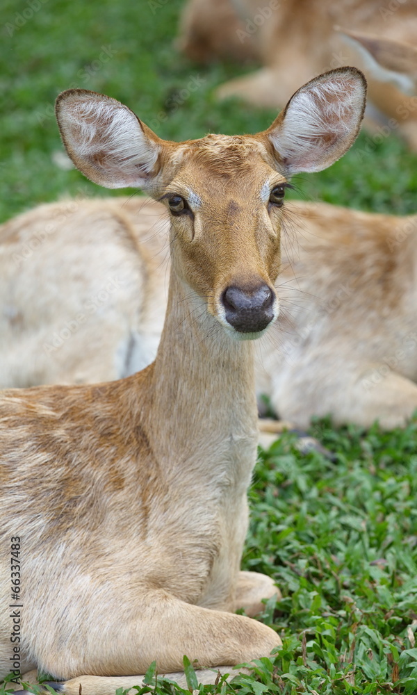 close - up Eld s Deer in wild nature