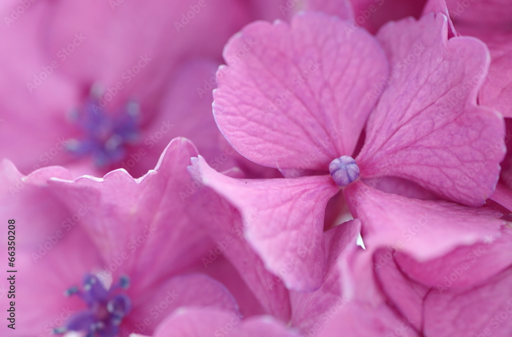 close - up beautiful pink hydrangea flower