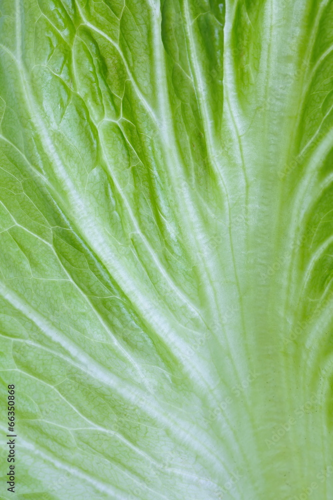 特写新鲜绿色生菜叶蔬菜