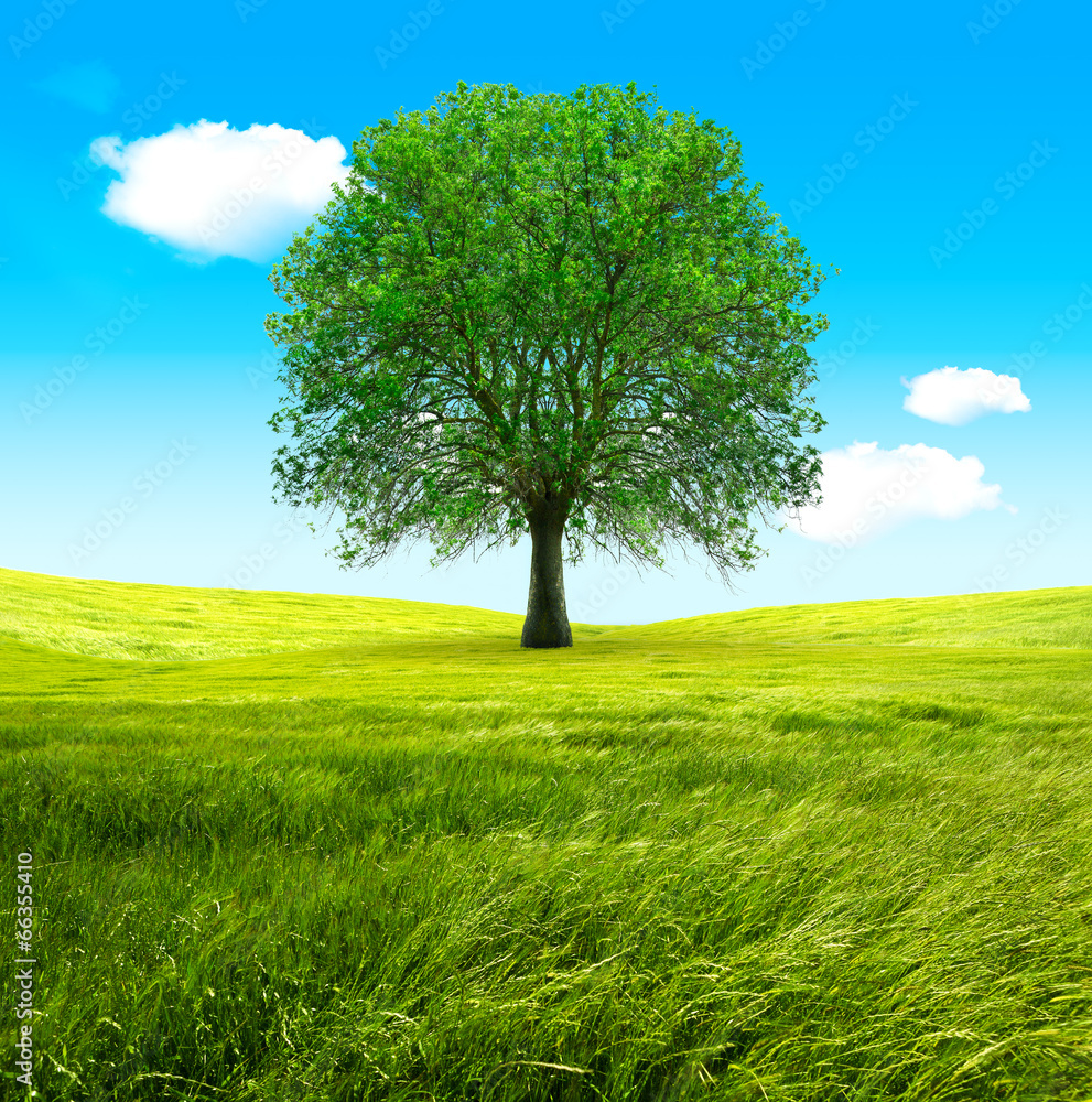 Big tree and green fields. Blue sky and wind