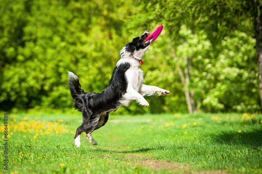 边境牧羊犬抓飞盘