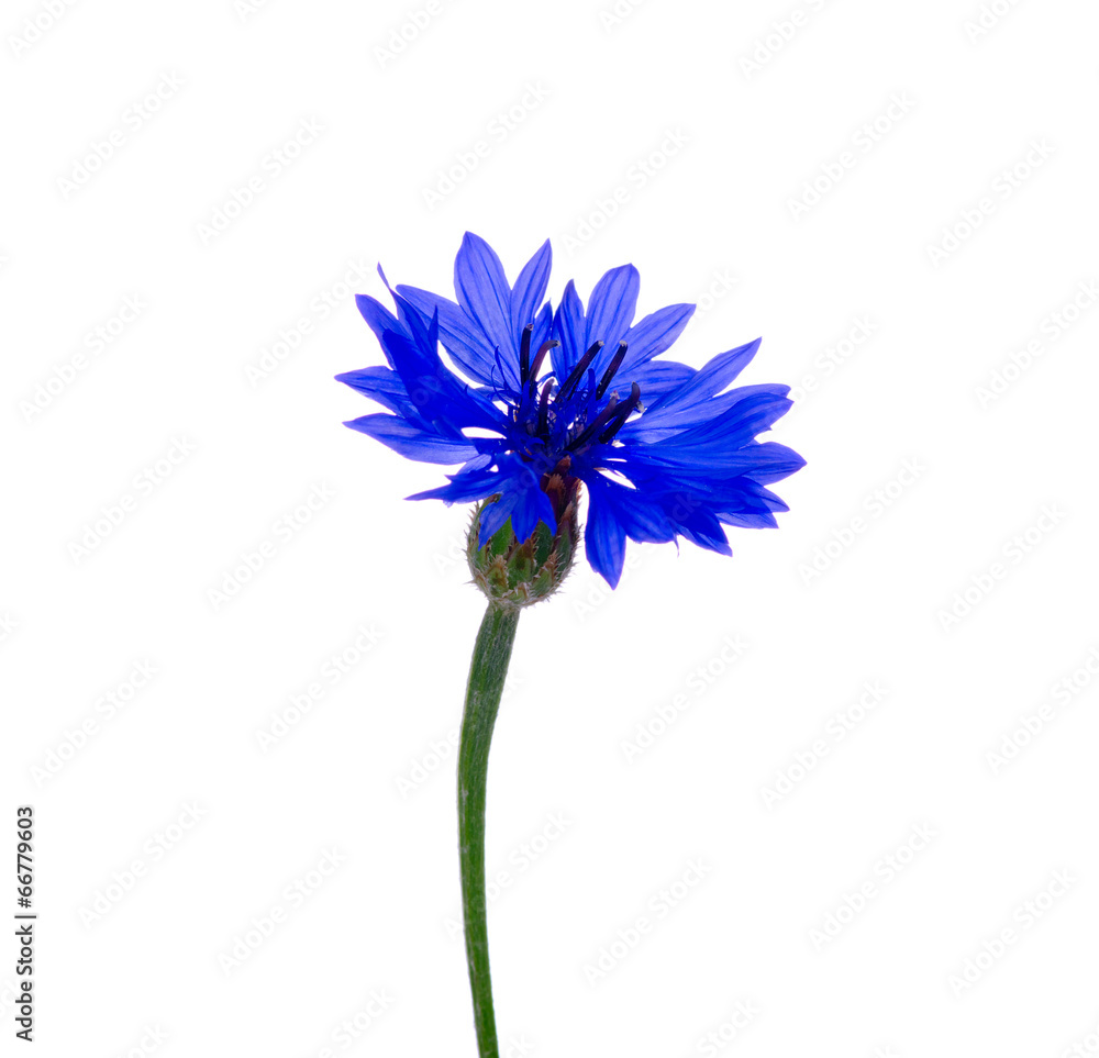 blue cornflowers