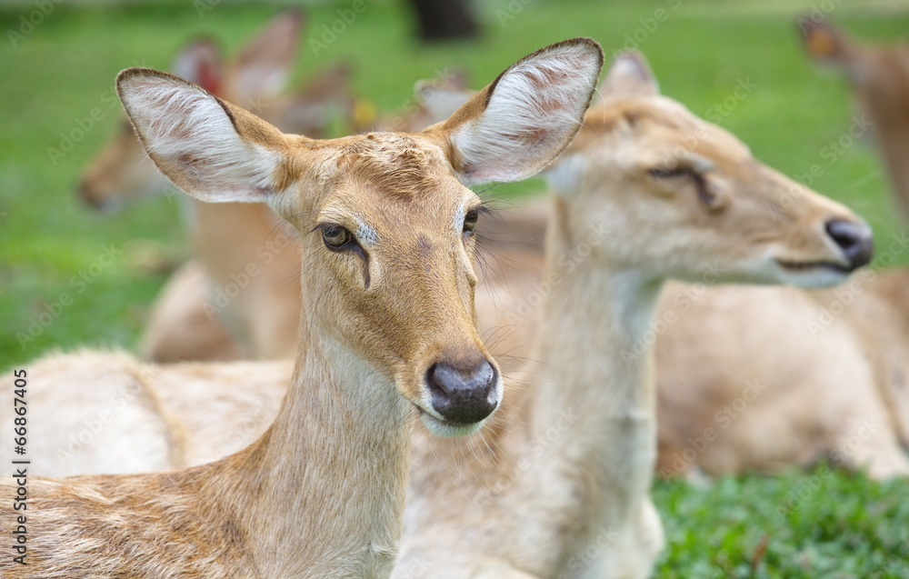 female sika deer