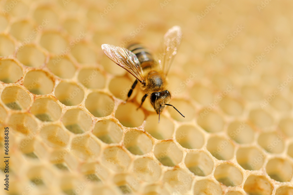 Working bees on honey cells