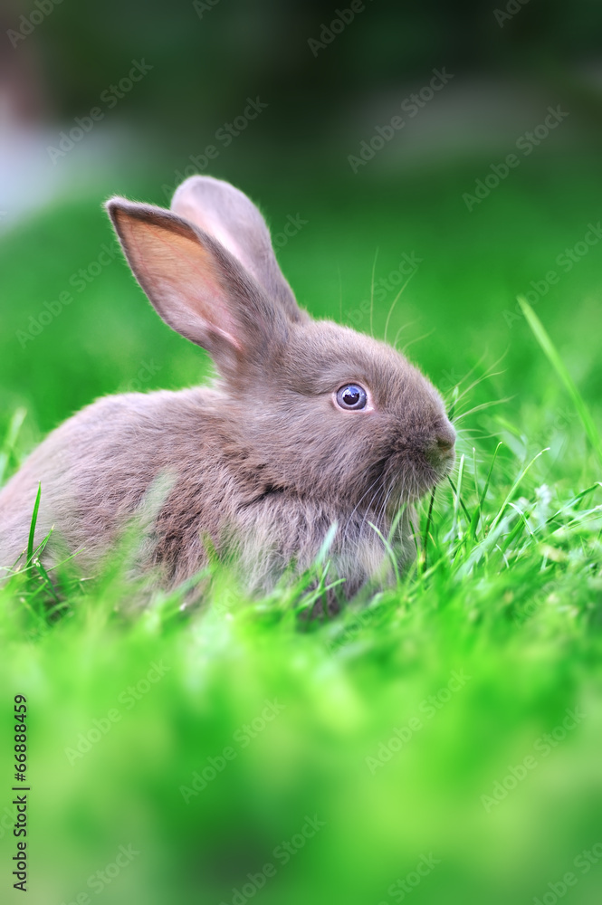 Rabbit in the grass