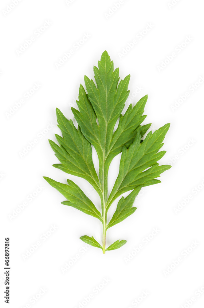 Leaf on white background