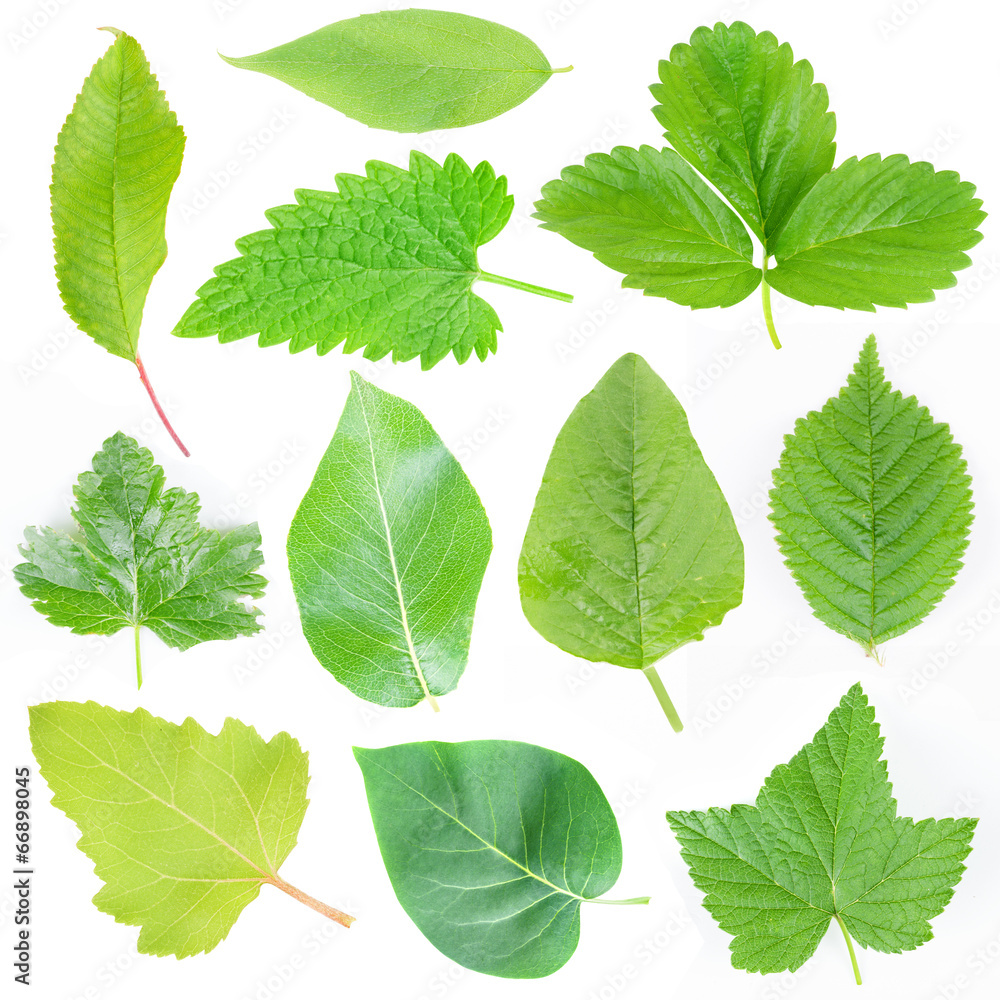 Green leaf collection on white background