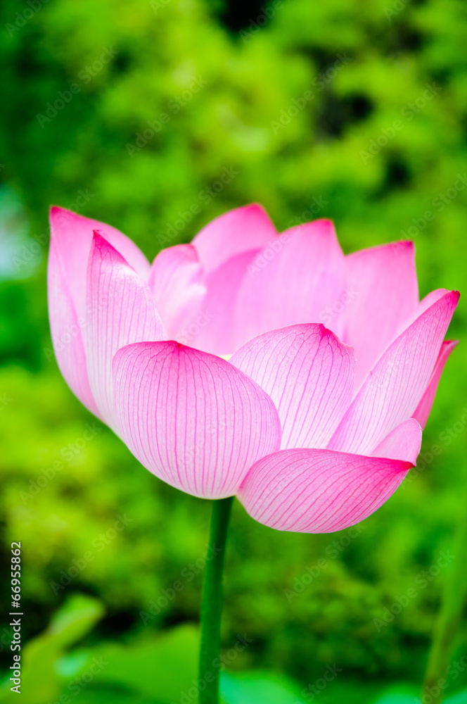 Lotus in full bloom in the pond