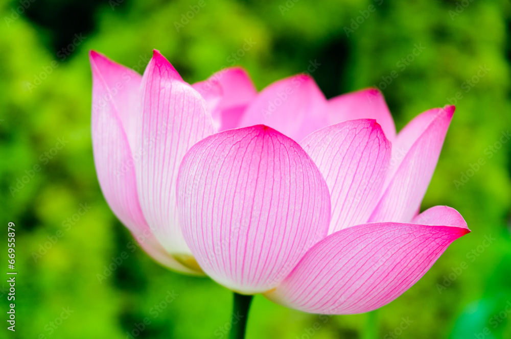 Lotus in full bloom in the pond