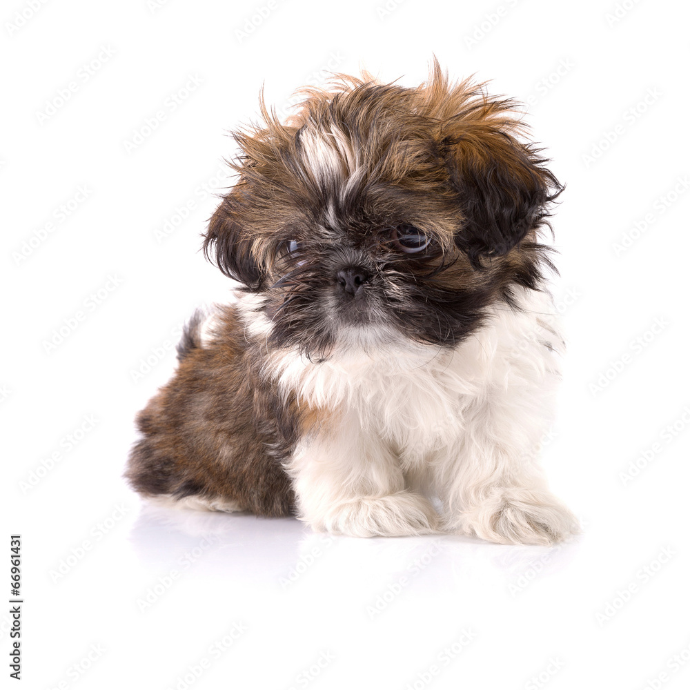 Shih tzu puppy isolated on white background