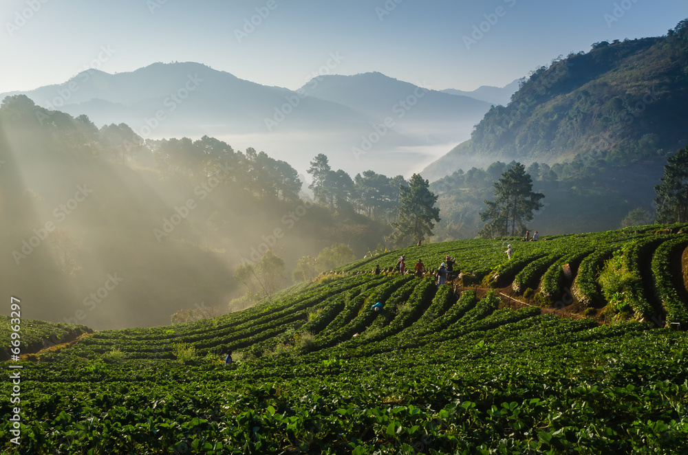 strawberries farm in Chiangmai, Thailand