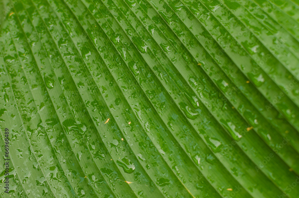 fresh green leaf with water drop