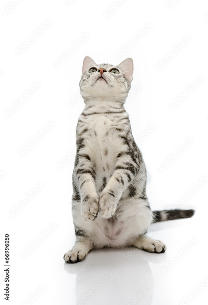 Kiiten American Shorthair用两条腿站立