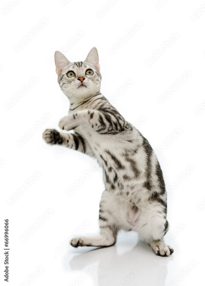 Kiiten American Shorthair用两条腿站立