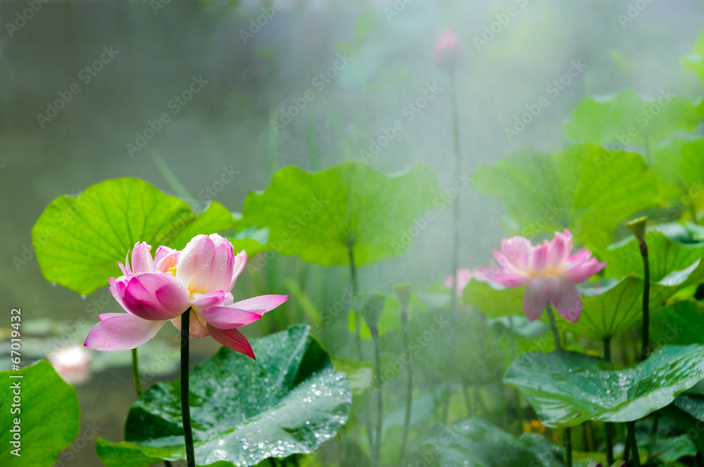 池塘，细雨中荷花盛开