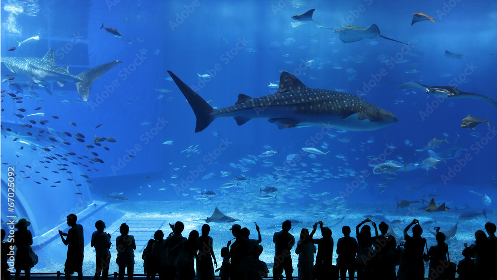 日本冲绳水族馆橱窗