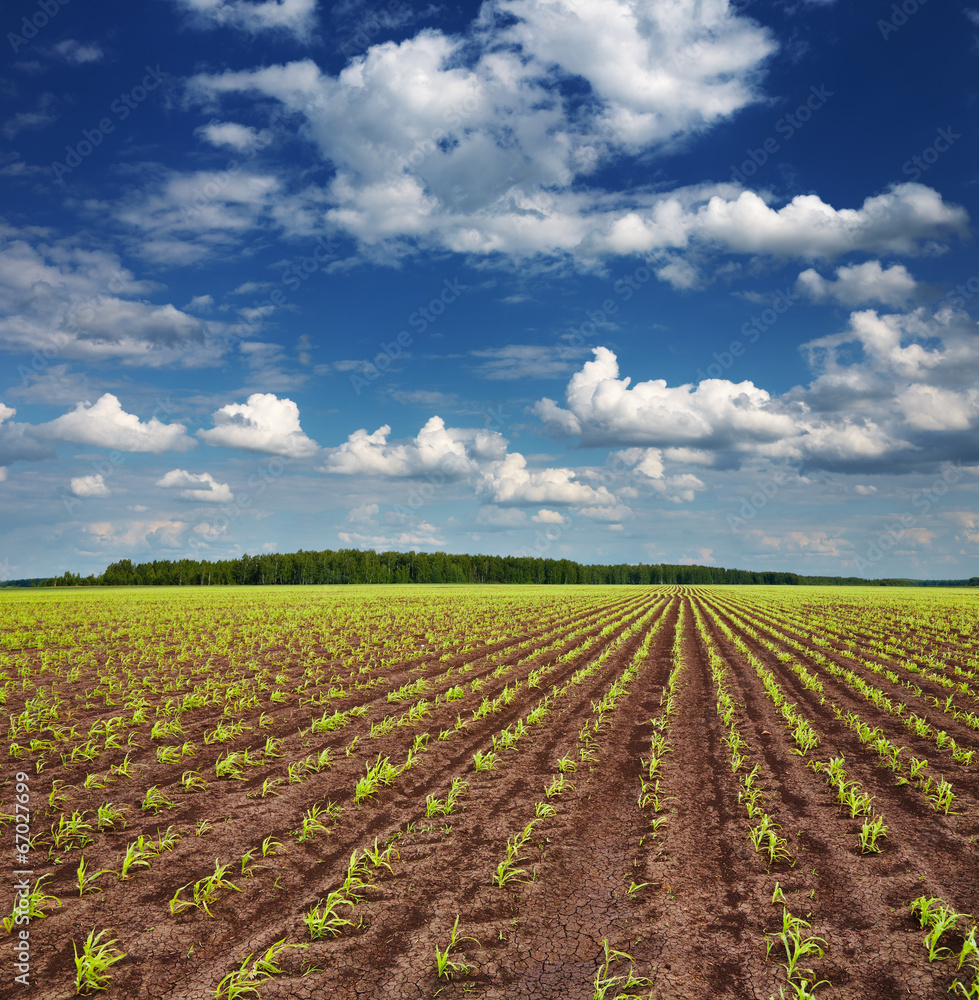 Field with sprouting crops